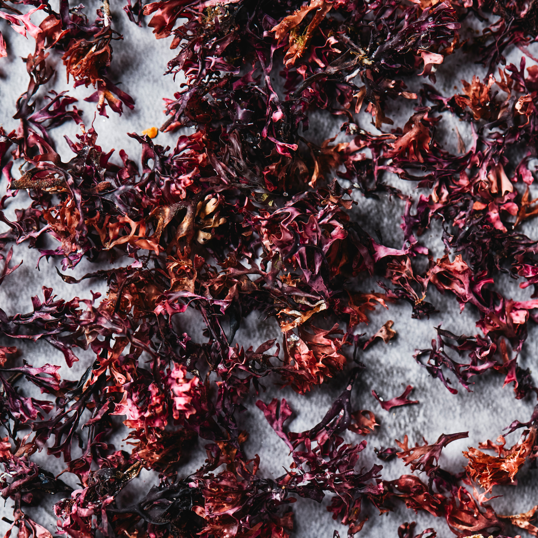 1720025246256_Organic_Irish_Moss_2